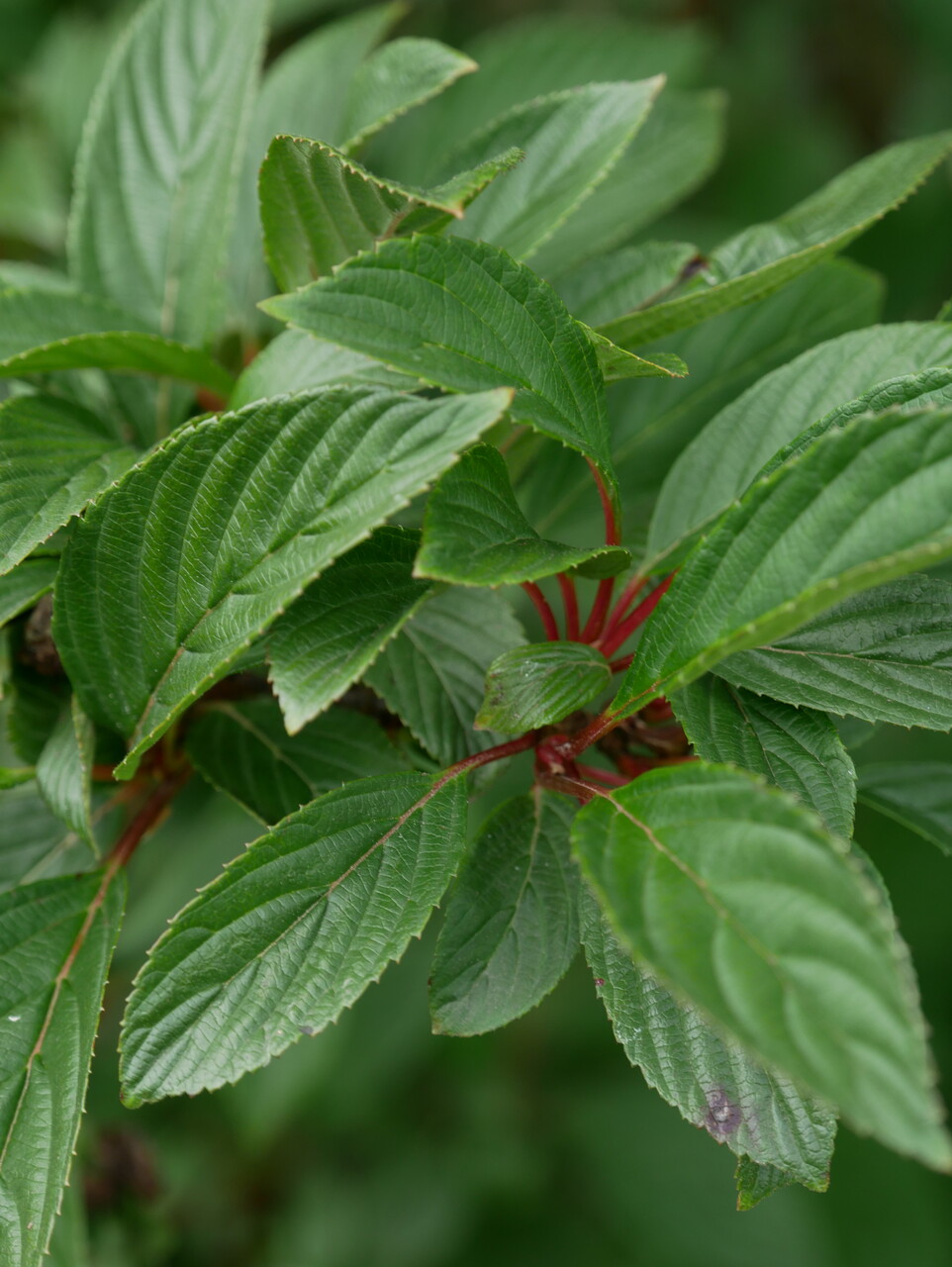 Viburnum ×bodnantense 'Dawn' Viburnum ×bodnantense 'Dawn' Van den